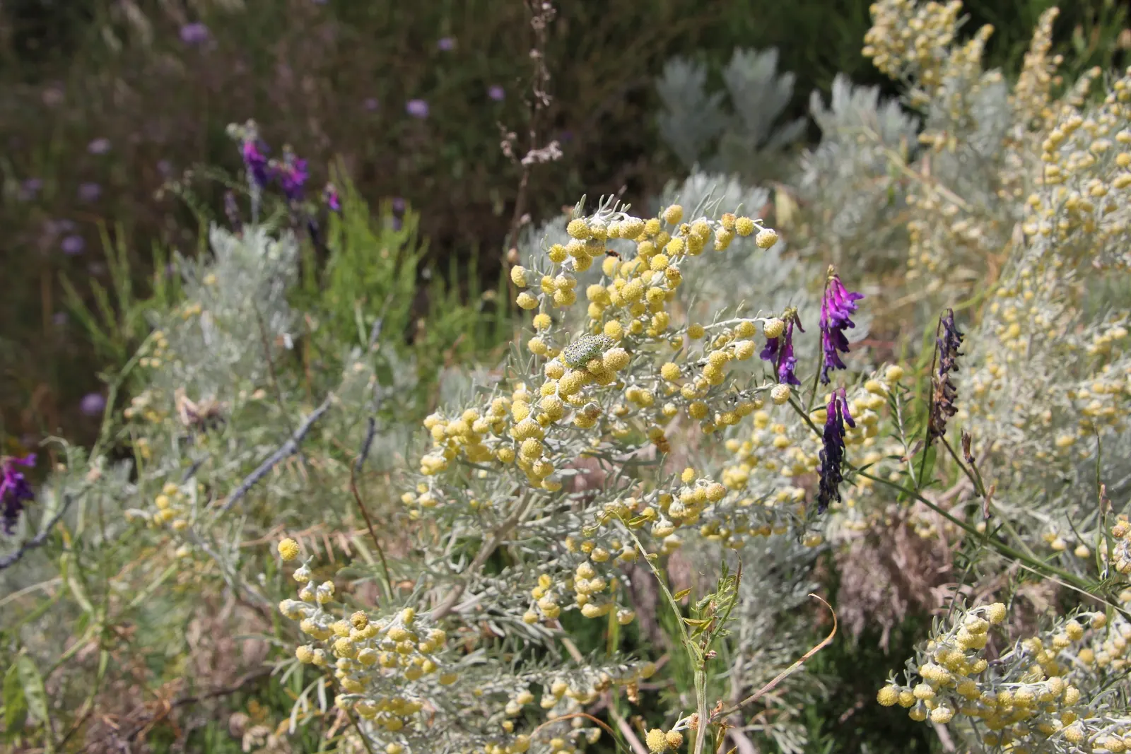Silver Wormwood (Artemisia Arborescens) — This perennial shrub can reach a mature height of about 3 to 5 feet with a similar spread