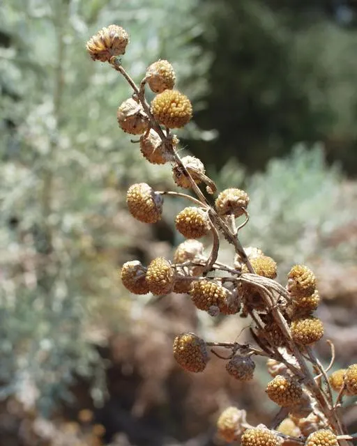 Silver Wormwood (Artemisia Arborescens) — yellow flowers in the garden