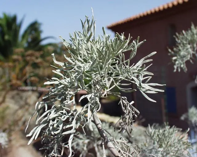 Silver Wormwood (Artemisia Arborescens) — Its woody stems support intricate, fern-like leaves that add textural contrast to landscapes