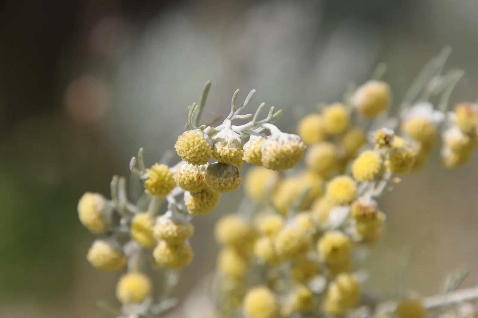 Silver Wormwood (Artemisia Arborescens) — an insect repelling companion plant