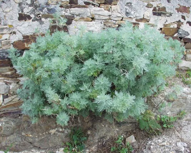 Silver Wormwood (Artemisia Arborescens) — Hardy and drought-resistant