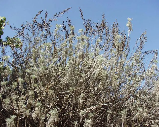 Silver Wormwood (Artemisia Arborescens) — ensuring it can become a prominent feature in the garden arrangement
