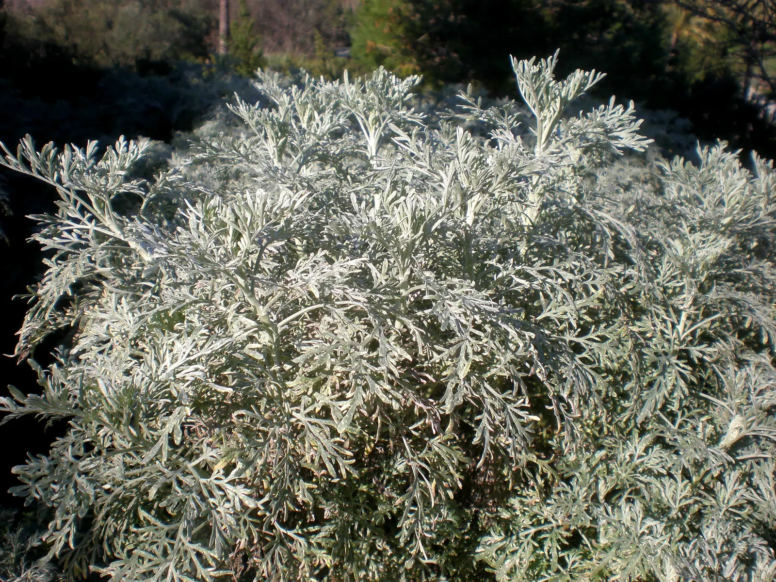 Silver Wormwood (Artemisia Arborescens) — including sandy and rocky substrates.<br><br>The plant's versatility extends to its use as an aromatic herb