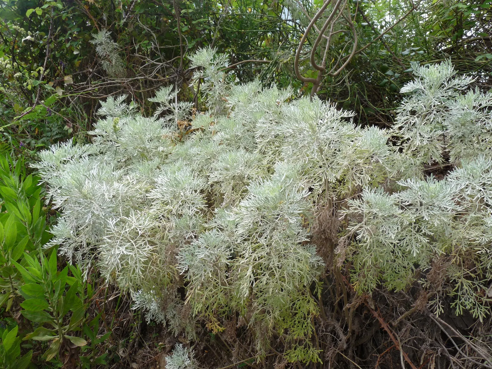 Silver Wormwood (Artemisia Arborescens) — or as a structural element in Mediterranean or rock gardens