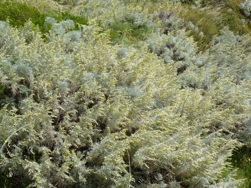Silver Wormwood (Artemisia Arborescens) — silvery foliage that elegantly complements a variety of garden themes