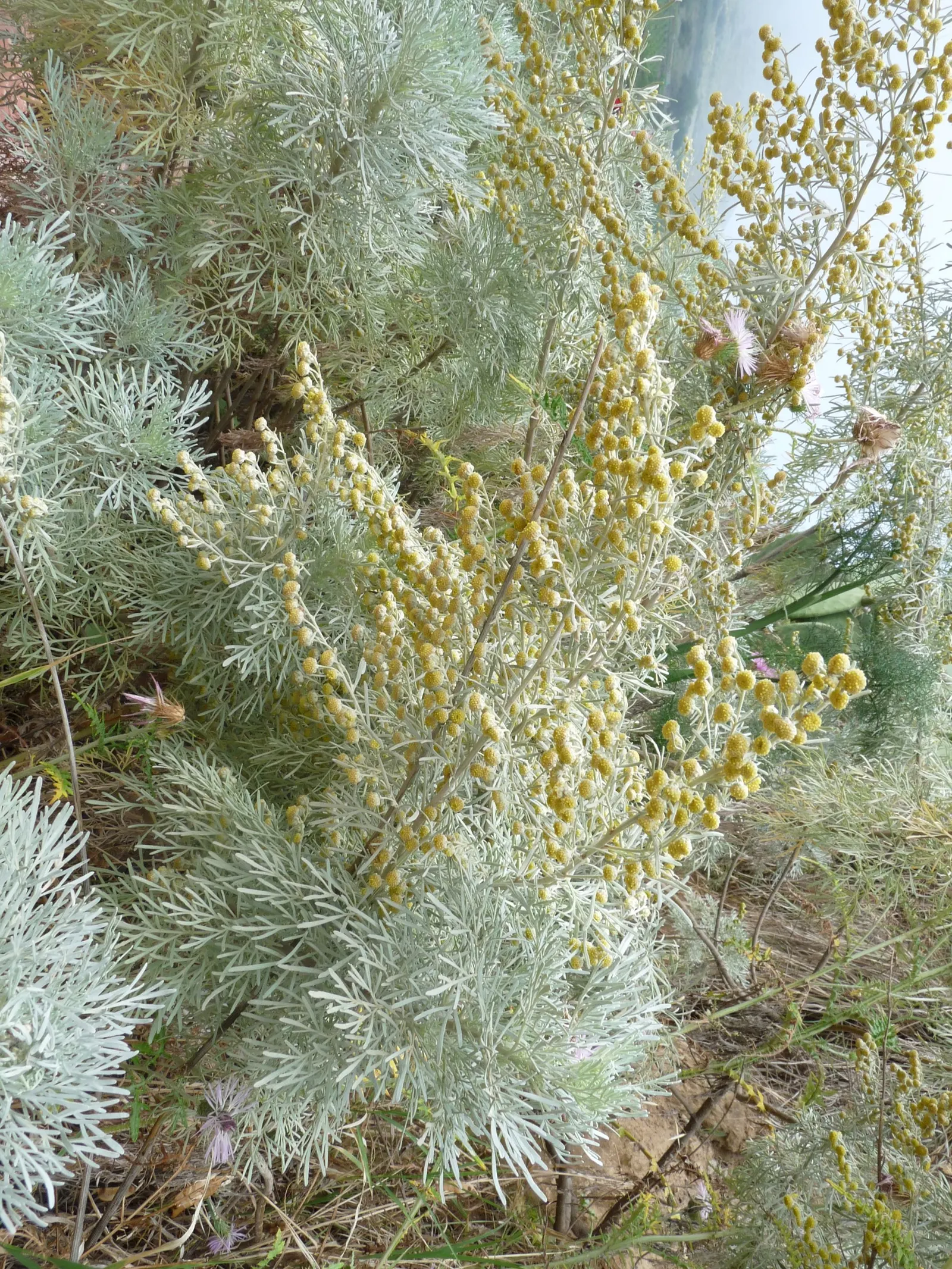 Silver Wormwood (Artemisia Arborescens) — consider providing ample space for it to spread