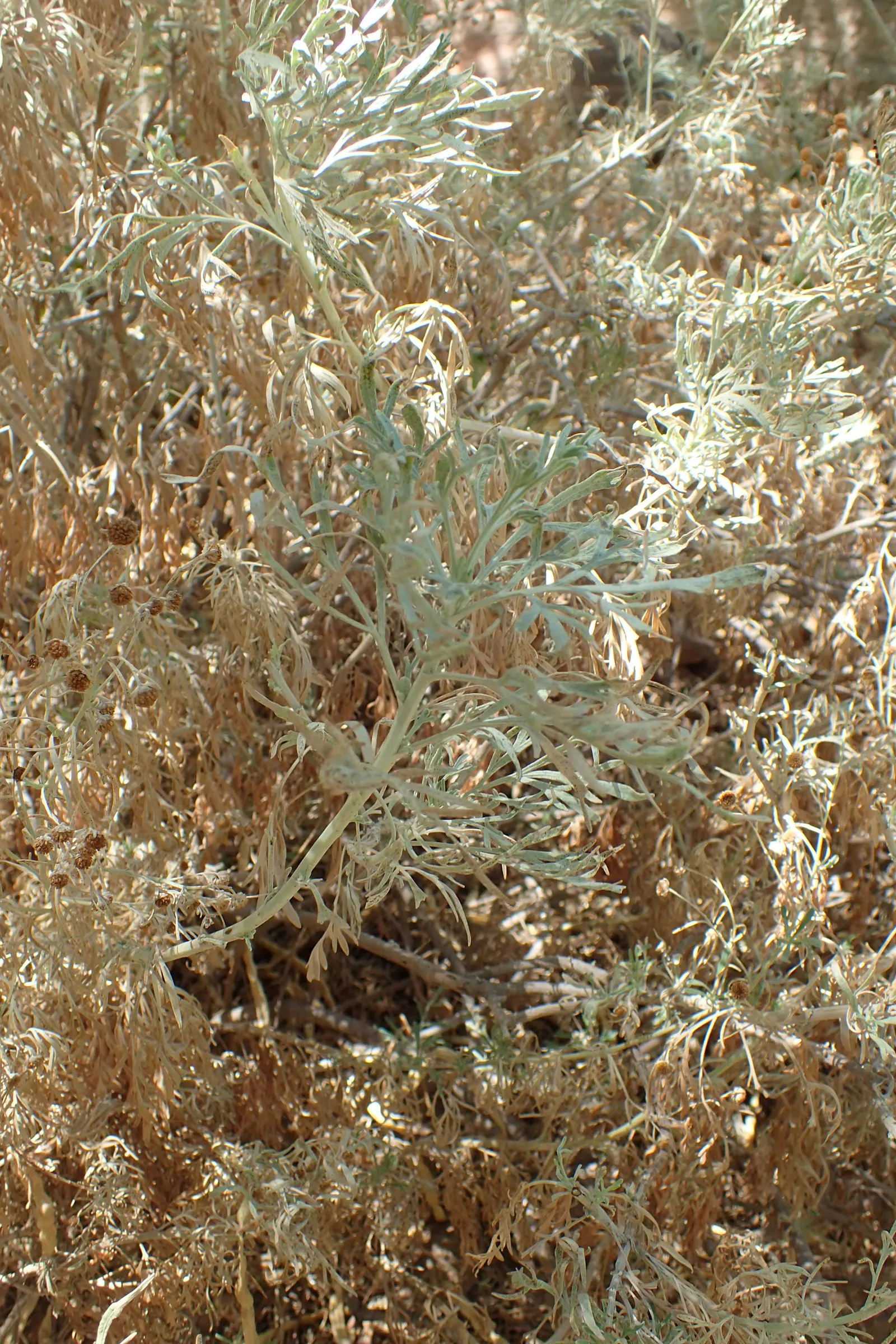 Silver Wormwood (Artemisia Arborescens) — evergreen perennial with silvery-gray