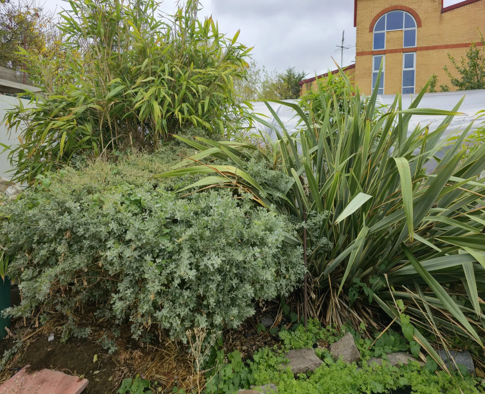 Silver Wormwood (Artemisia Arborescens) — reaching up to 3 feet in height and 4 feet in width; making it an exemplary choice for drought-prone regions or