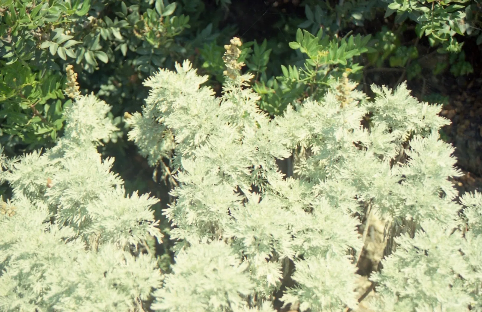 Silver Wormwood (Artemisia Arborescens) — It's also resilient to poor soil conditions