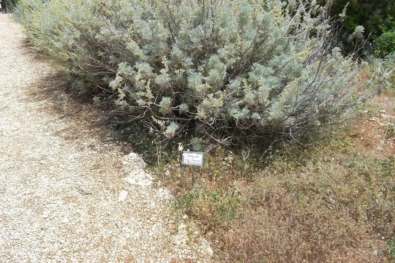 Silver Wormwood (Artemisia Arborescens) — reaching up to 3 feet in height and 4 feet in width
