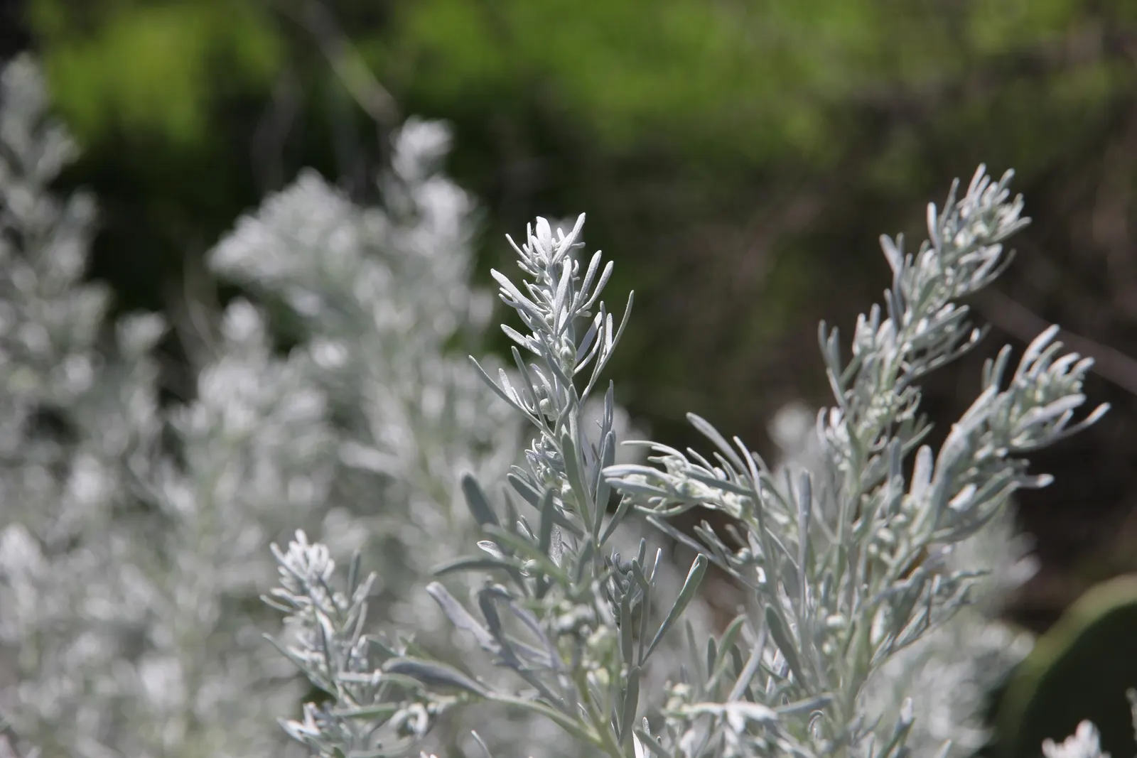 Silver Wormwood (Artemisia Arborescens) — The plant's preference for a well-draining soil is paramount