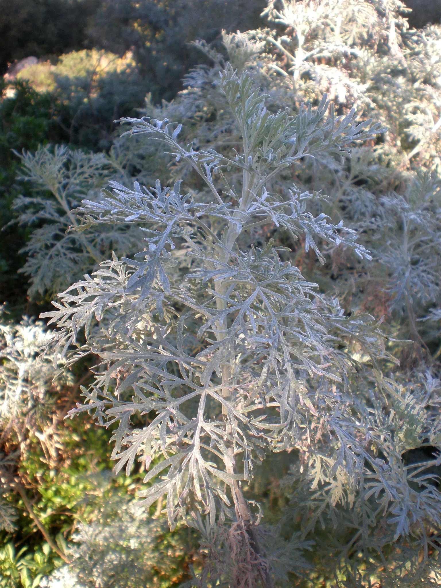 Silver Wormwood (Artemisia Arborescens) — tolerating dry spells and requiring little water once established
