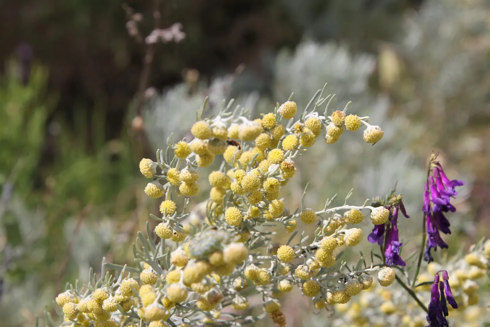 Silver Wormwood (Artemisia Arborescens) — shrub with yellow blooms