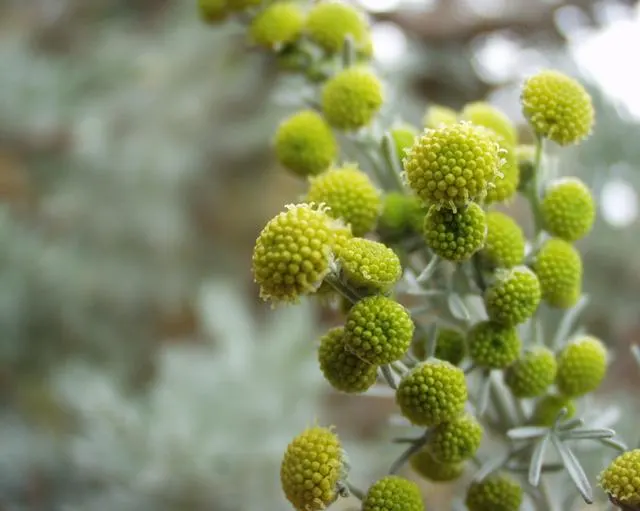 Silver Wormwood (Artemisia Arborescens) — it thrives in full sun and well-drained soil; its finely dissected leaves are covered with silky hairs that endow the
