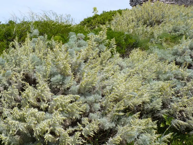 Silver Wormwood (Artemisia Arborescens) — demanding full sun exposure to flourish