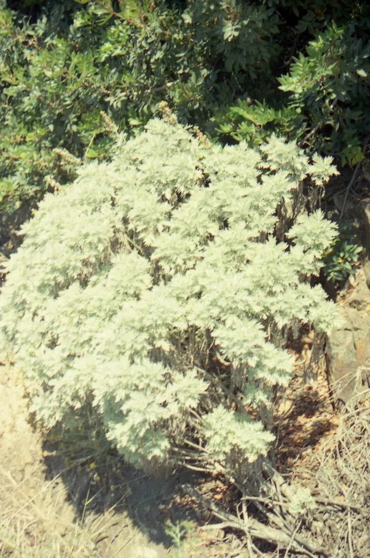 Silver Wormwood (Artemisia Arborescens) — although it is primarily grown for its striking foliage rather than its blooms.<br><br>In design