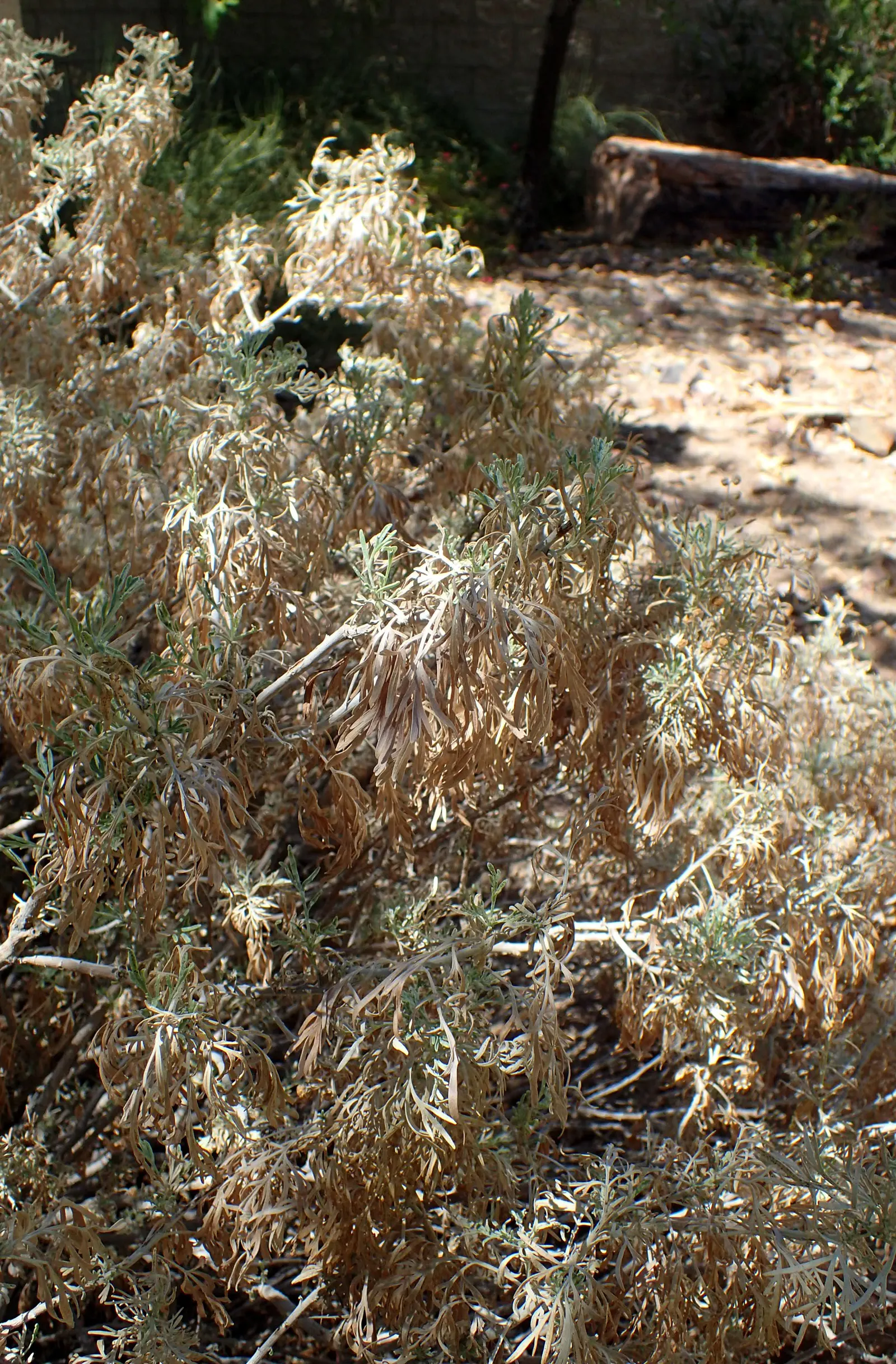Silver Wormwood (Artemisia Arborescens) — ideal for xeriscaping and coastal gardens; including sandy and rocky substrates.<br><br>The plant's versatility