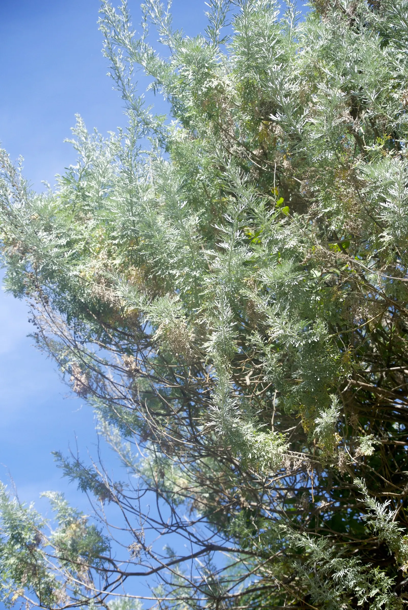 Silver Wormwood (Artemisia Arborescens) — In summer, it bears yellow, inconspicuous flowers