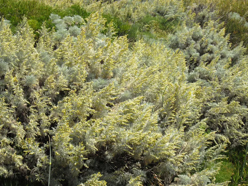 Silver Wormwood (Artemisia Arborescens) — widely recognized as Silver Wormwood
