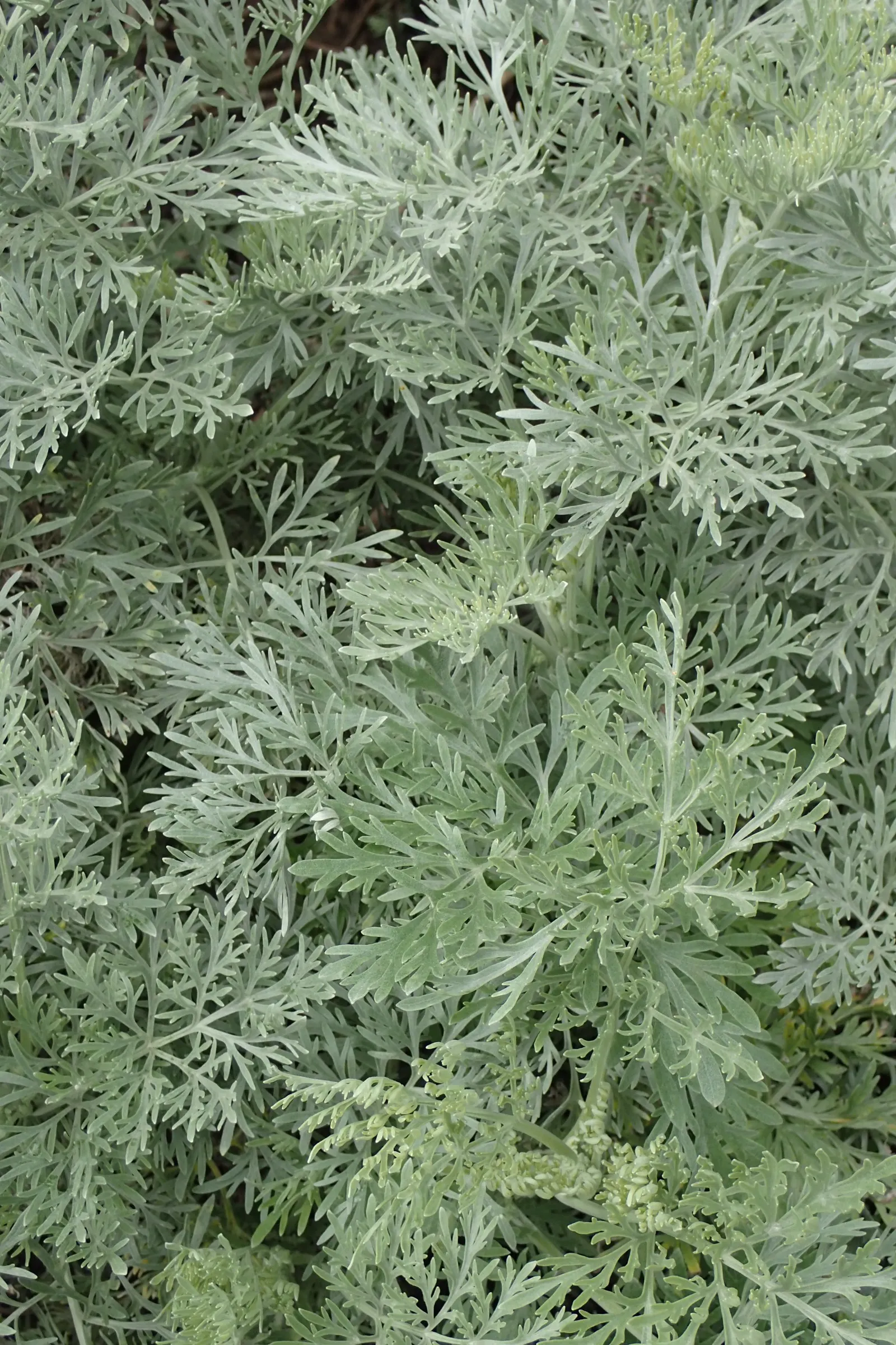 Silver Wormwood (Artemisia Arborescens) — Silver Wormwood (Artemisia arborescens) is a robust; its woody stems support intricate, fern-like leaves that add