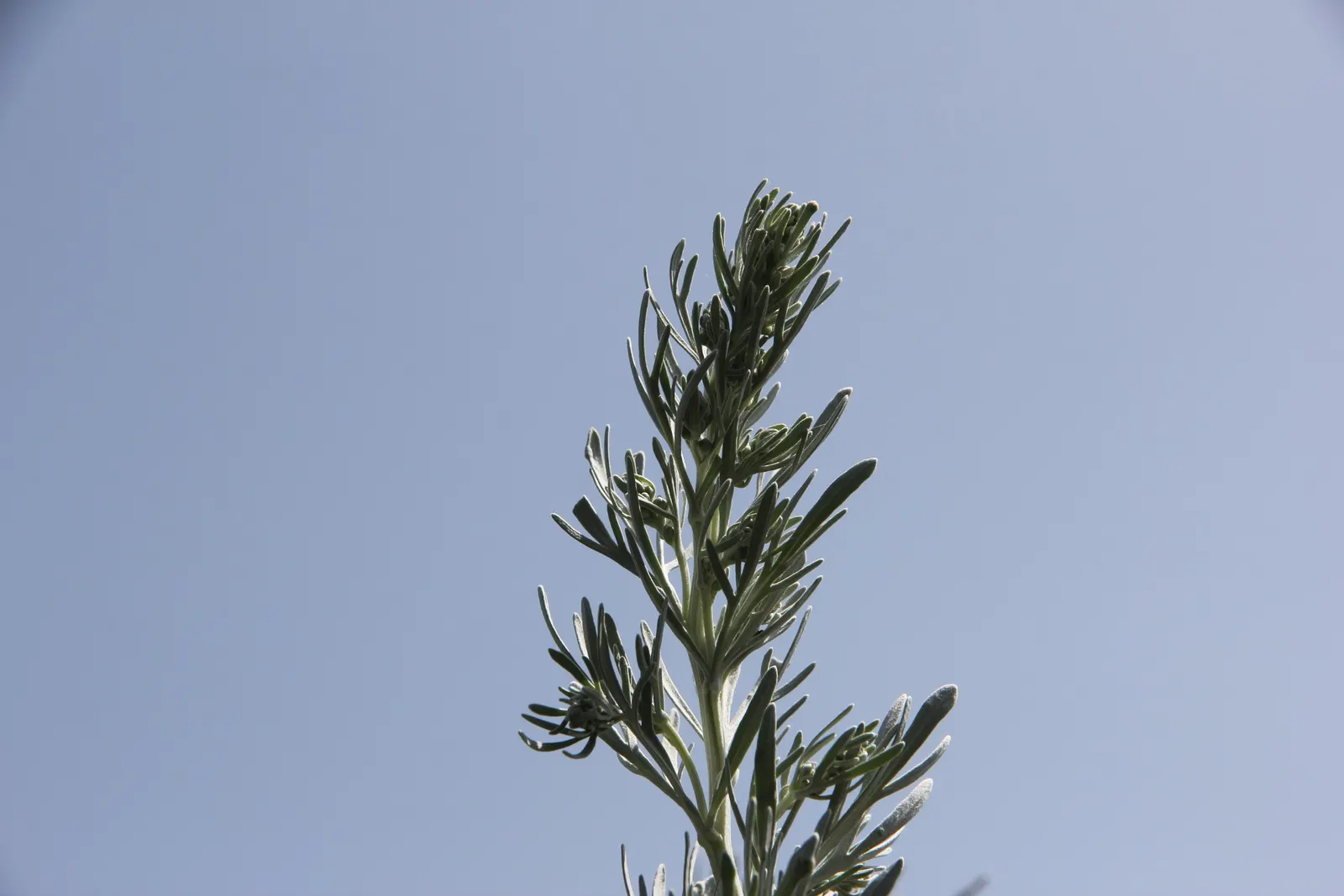 Silver Wormwood (Artemisia Arborescens) — making it an exemplary choice for drought-prone regions or water-wise gardens