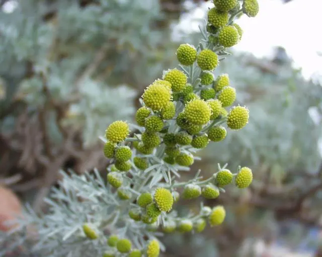 Silver Wormwood (Artemisia Arborescens) — evergreen perennial with silvery-gray; this perennial shrub can reach a mature height of about 3 to 5 feet with a