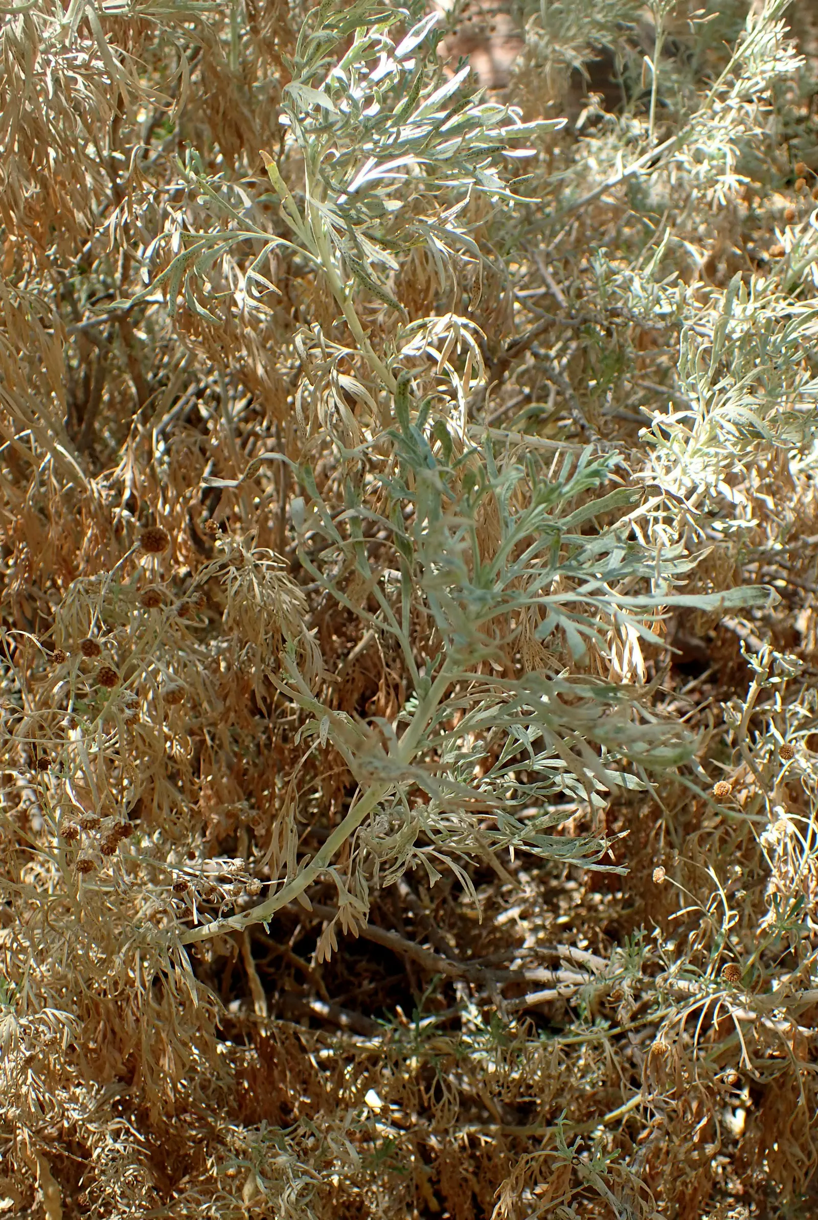 Silver Wormwood (Artemisia Arborescens) — ideal for xeriscaping and coastal gardens