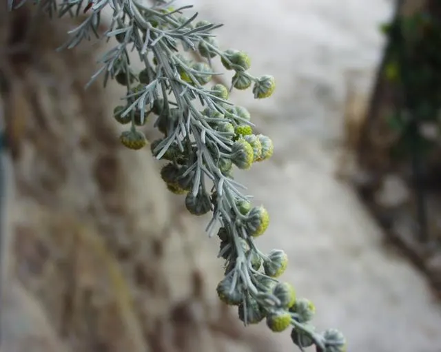 Silver Wormwood (Artemisia Arborescens) — Its maintenance is minimal, involving occasional pruning to maintain shape and encourage dense growth