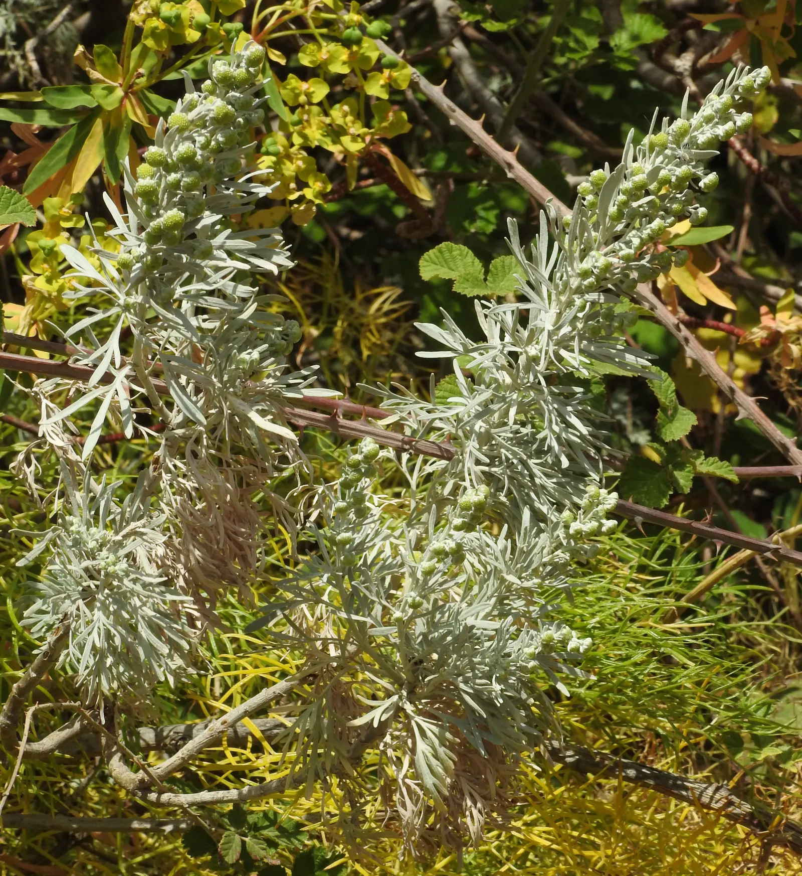 Silver Wormwood (Artemisia Arborescens) — Silver Wormwood (Artemisia arborescens) is a robust