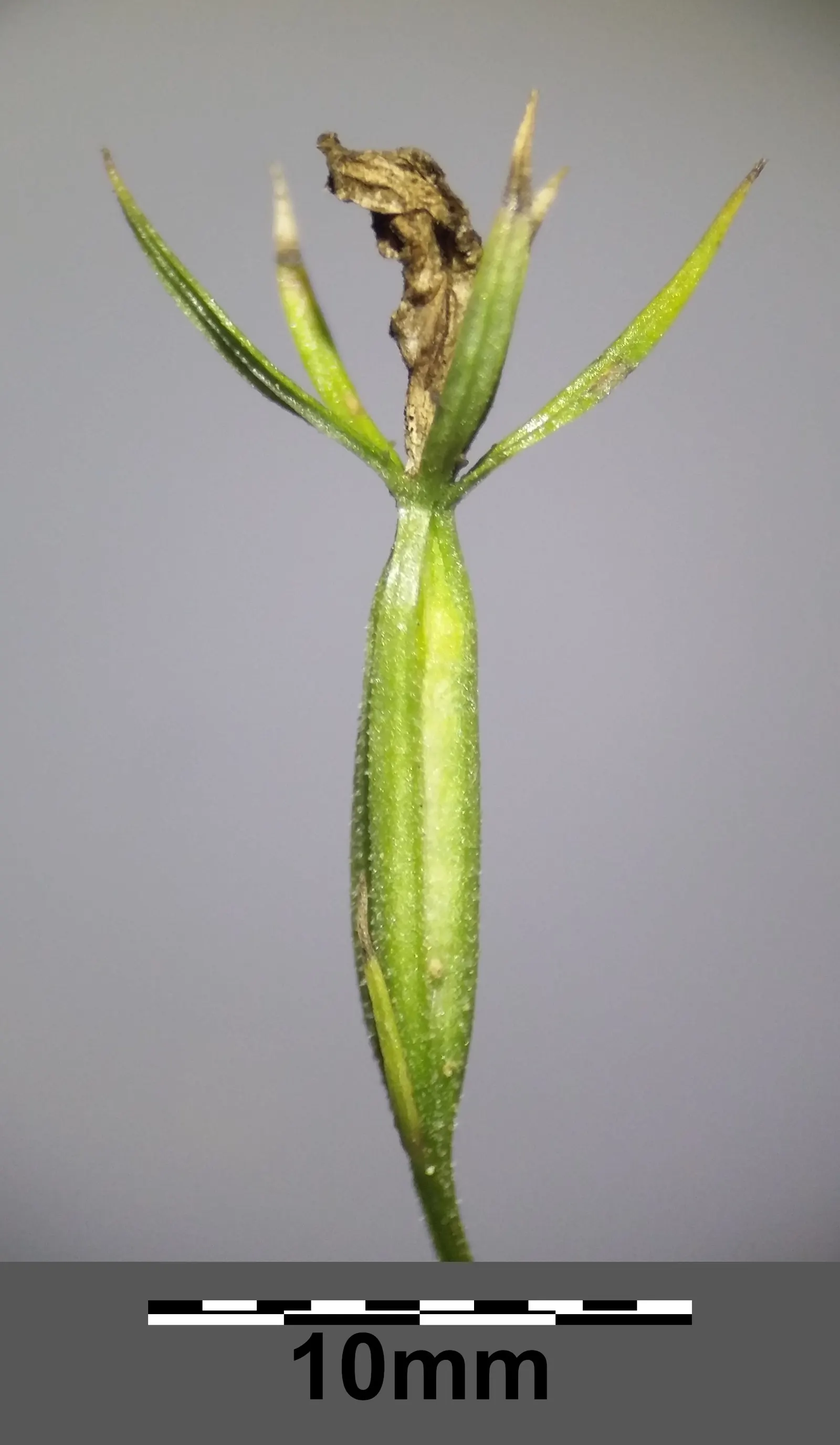 Looking Glass Plant (Coprosma Repens 'Picturata') — the Looking Glass Plant forms a naturally rounded shape; which contains over 100 species, image 102