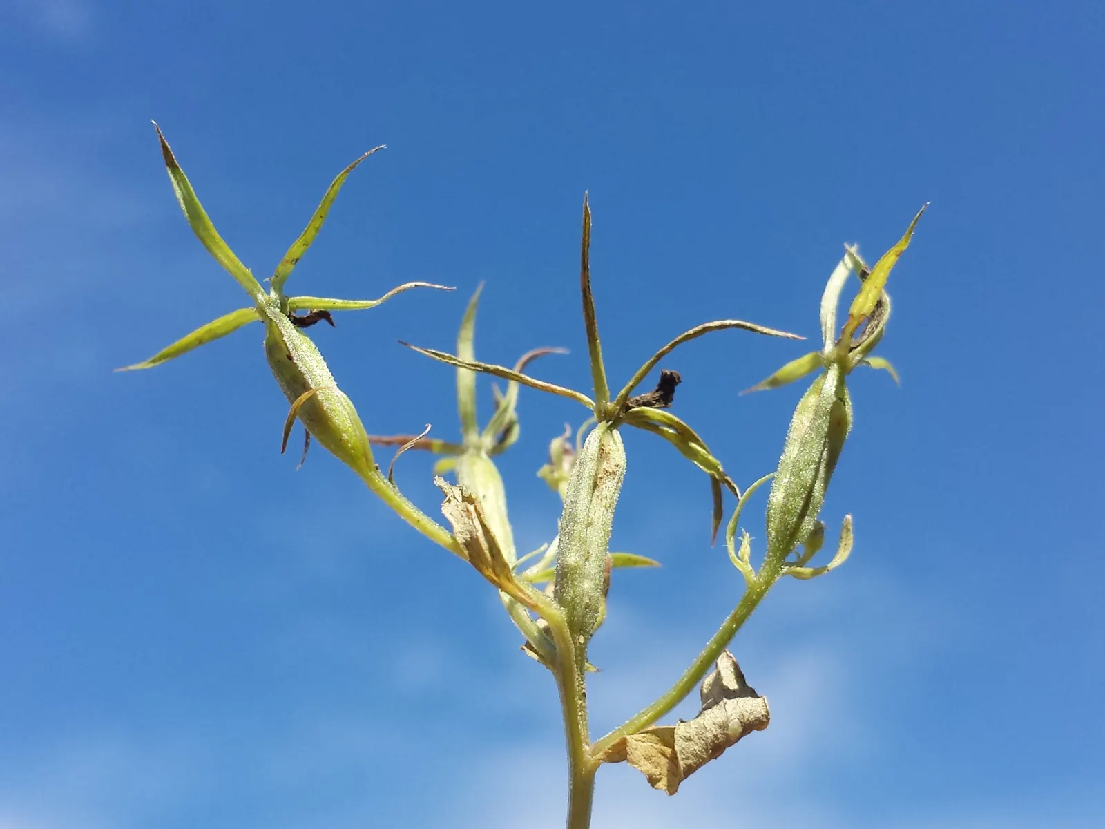 Looking Glass Plant (Coprosma Repens 'Picturata') — and its tidy growth means pruning is rarely necessary