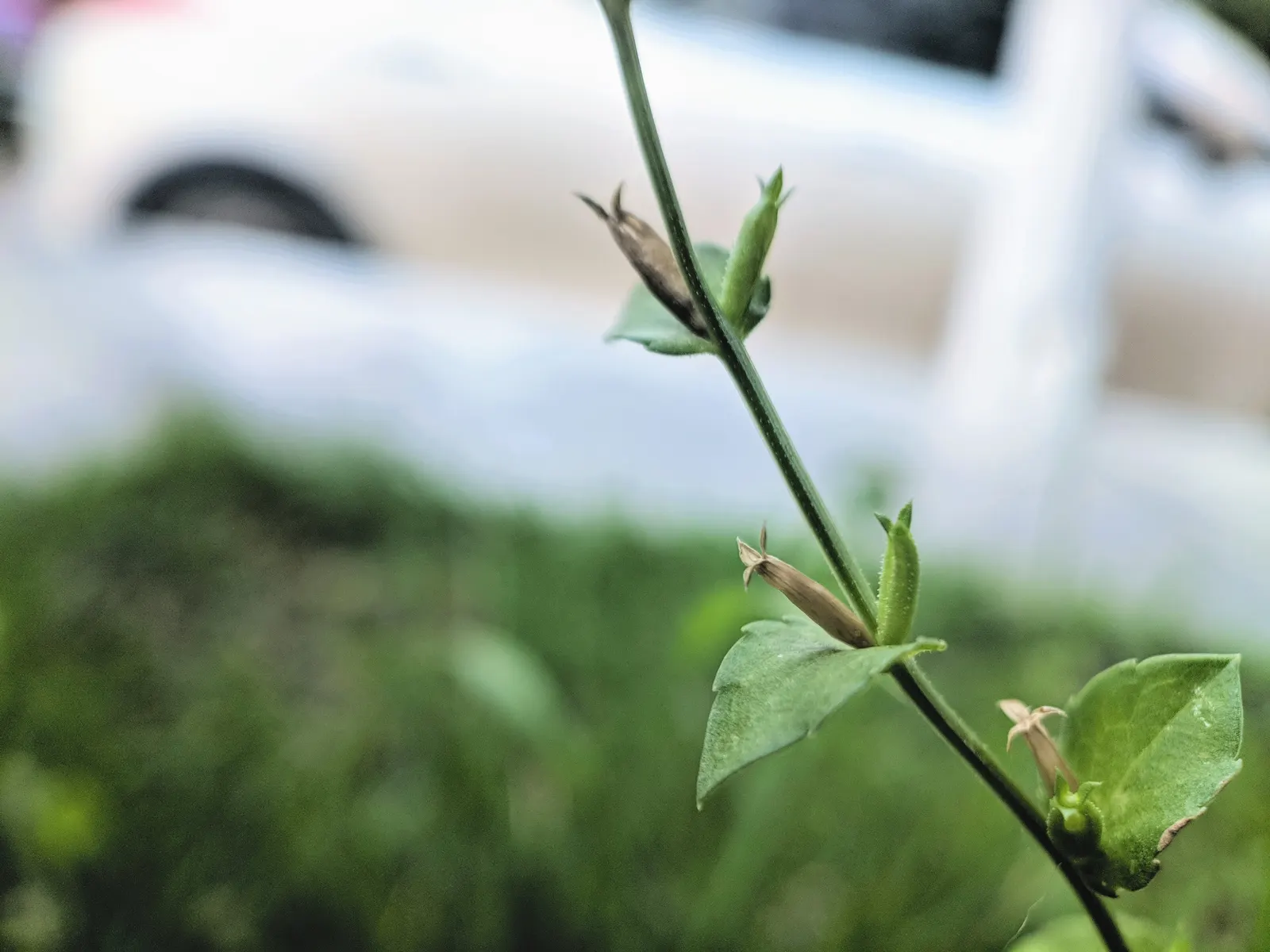 Looking Glass Plant (Coprosma Repens 'Picturata') — Perfect for adding year-round interest; it does well in a container or as a hedge, accent, or, image 60