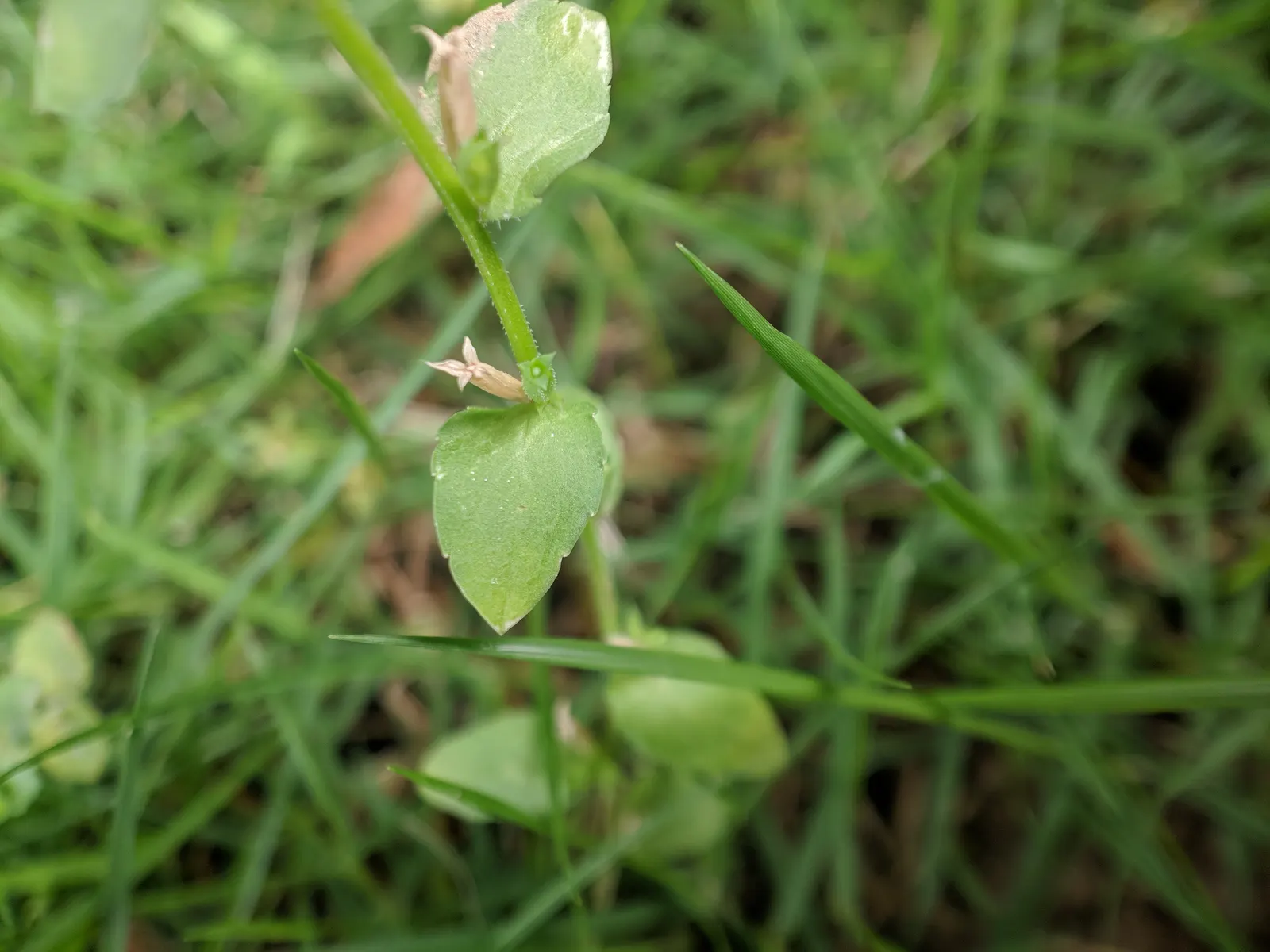 Looking Glass Plant (Coprosma Repens 'Picturata') — which contains over 100 species; the Looking Glass Plant forms a naturally rounded shape