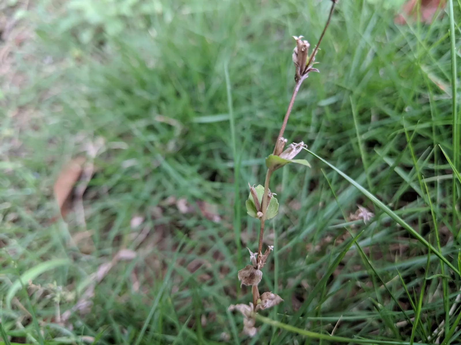 Looking Glass Plant (Coprosma Repens 'Picturata') — which contains over 100 species