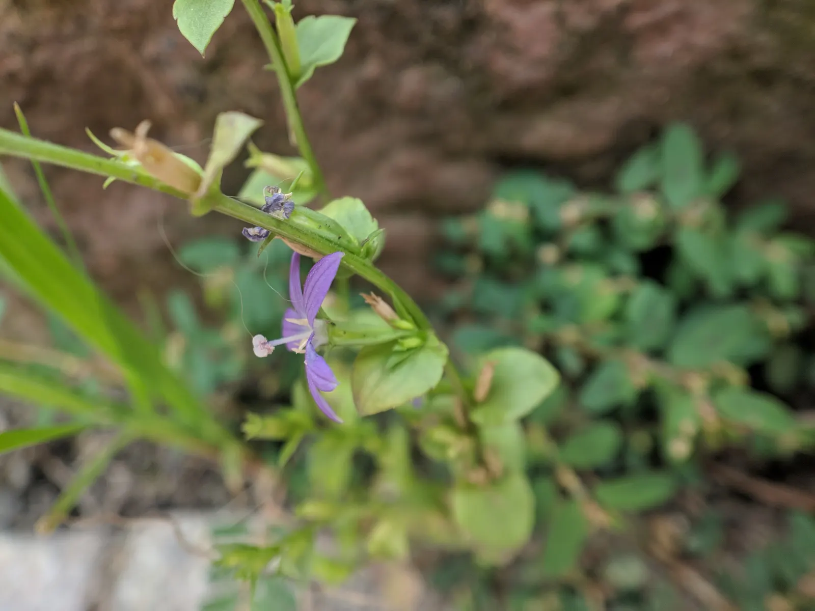 Looking Glass Plant (Coprosma Repens 'Picturata') — surrounded by a deep green margin