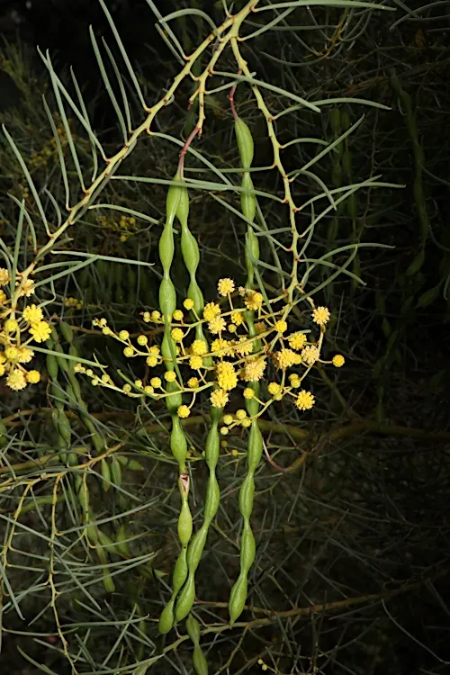Reed-leaf Wattle (Acacia Calamifolia) — fluffy blooms in spring add texture and color to landscapes