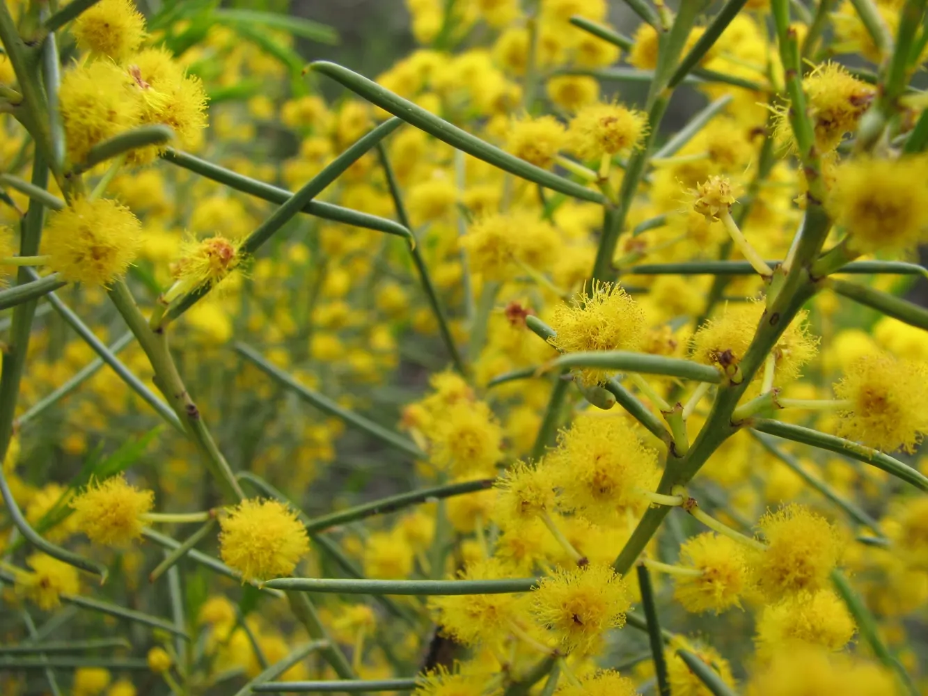 Reed-leaf Wattle (Acacia Calamifolia) — willow-like leaves and striking yellow