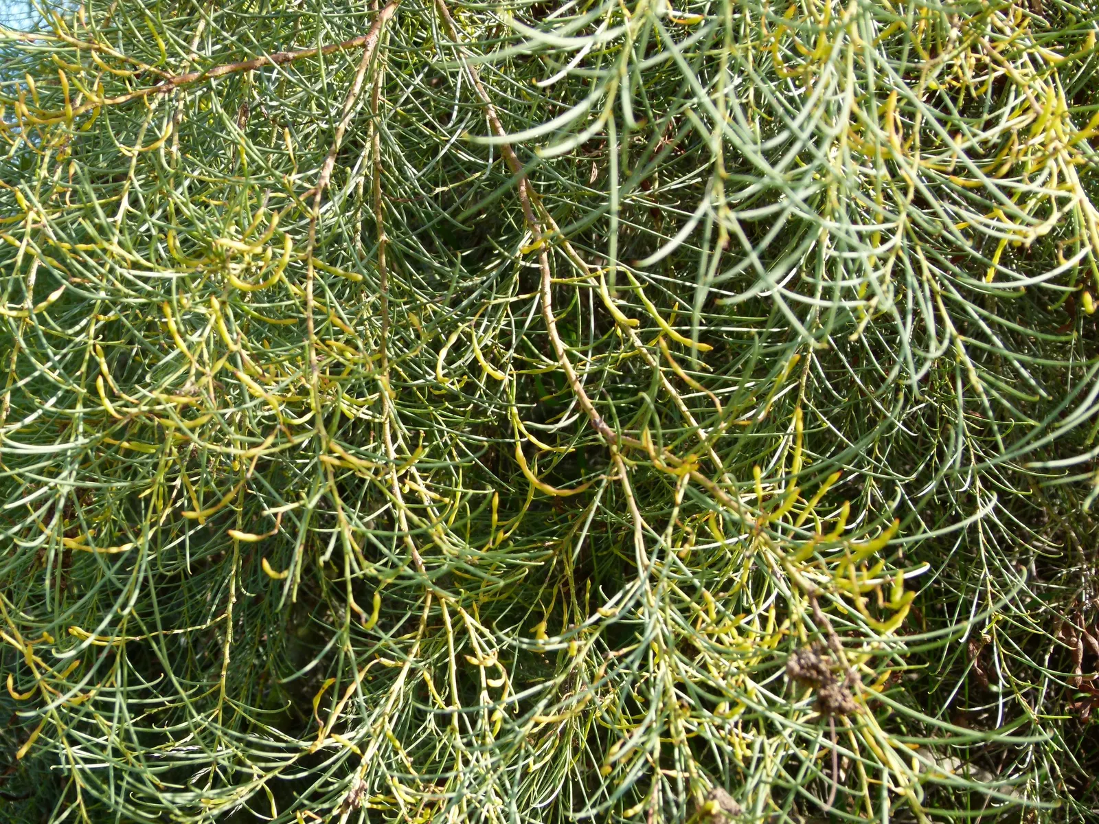 Reed-leaf Wattle (Acacia Calamifolia) — The Wallowa, Acacia calamifolia, is an elegant, evergreen shrub reaching up to 15 feet tall