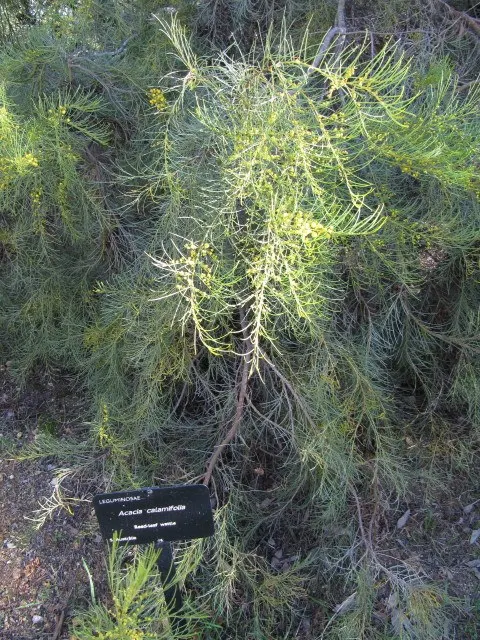 Reed-leaf Wattle (Acacia Calamifolia) — Preferring well-drained soils and full sun, it's drought-tolerant once established