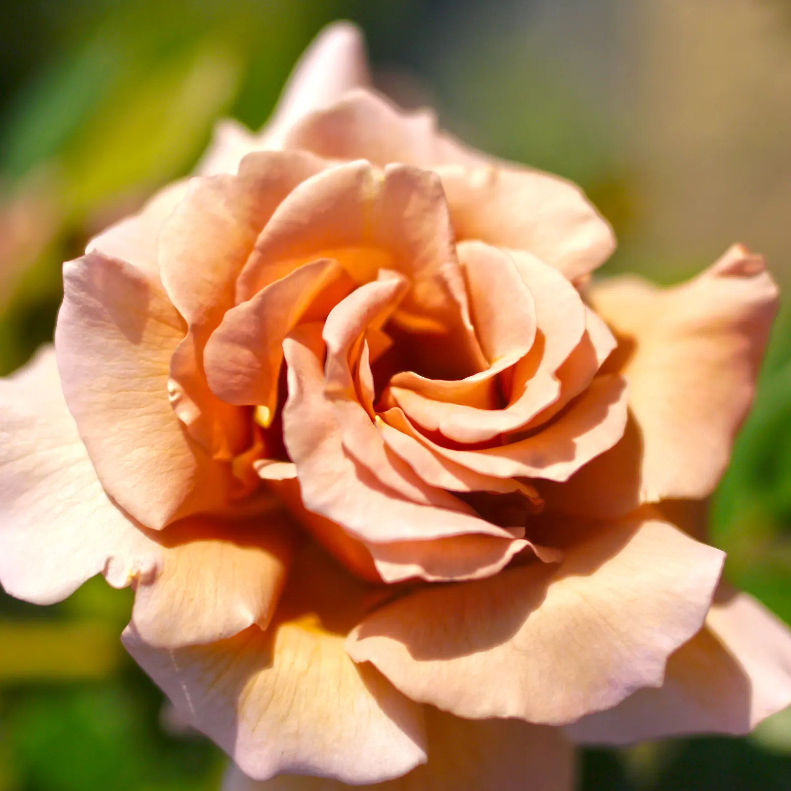 Climbing Rose (Rosa Climber 'Sally Holmes') — creamy-white flowers that can span up to 3-4 inches across