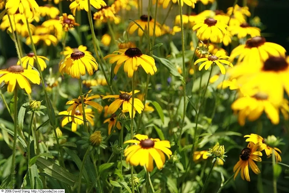 Dwarf Black-Eyed Susan (Rudbeckia 'Viette's Little Suzy') — blooming from mid-summer to early fall
