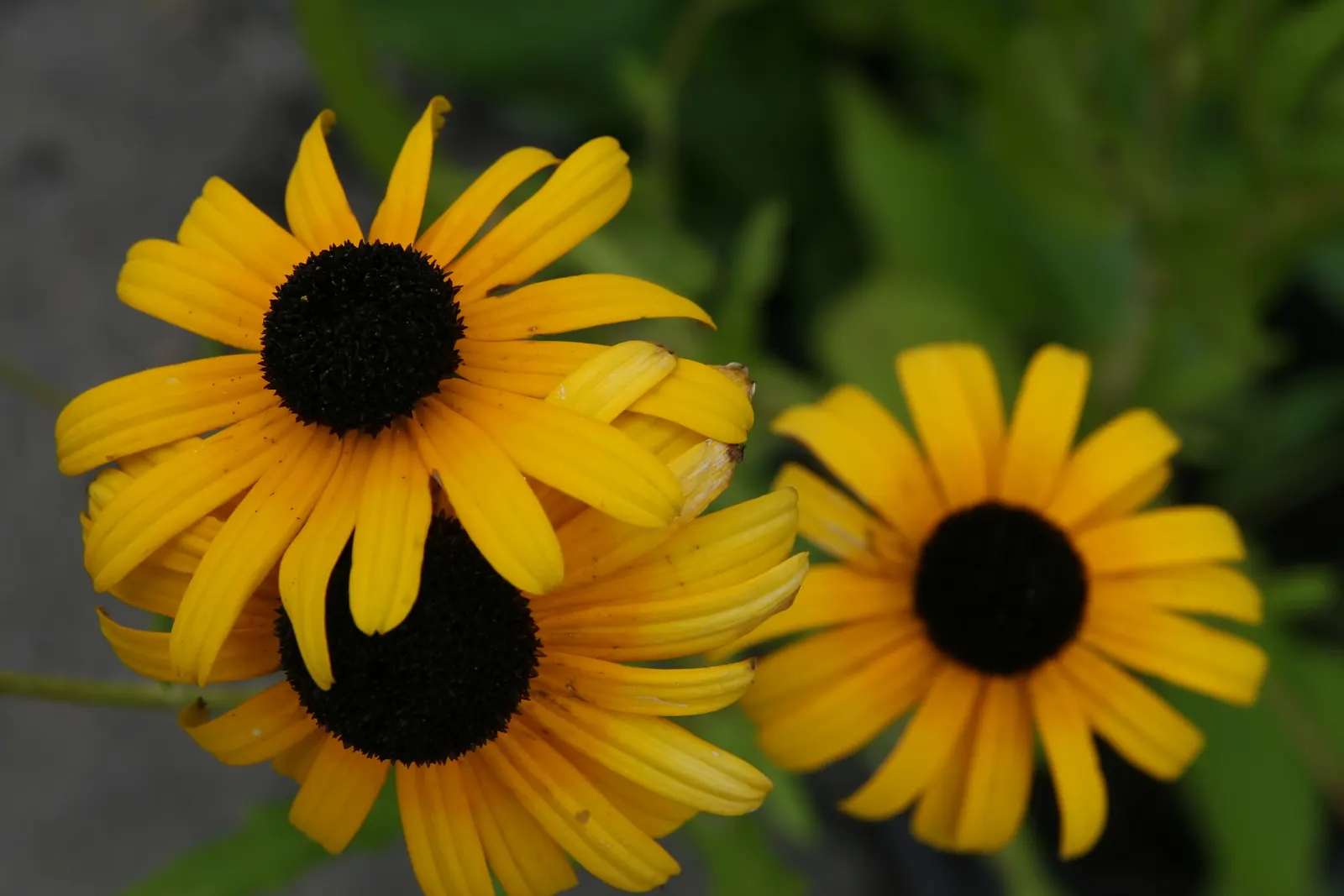 Dwarf Black-Eyed Susan (Rudbeckia 'Viette's Little Suzy') — reaches a height of 18 inches