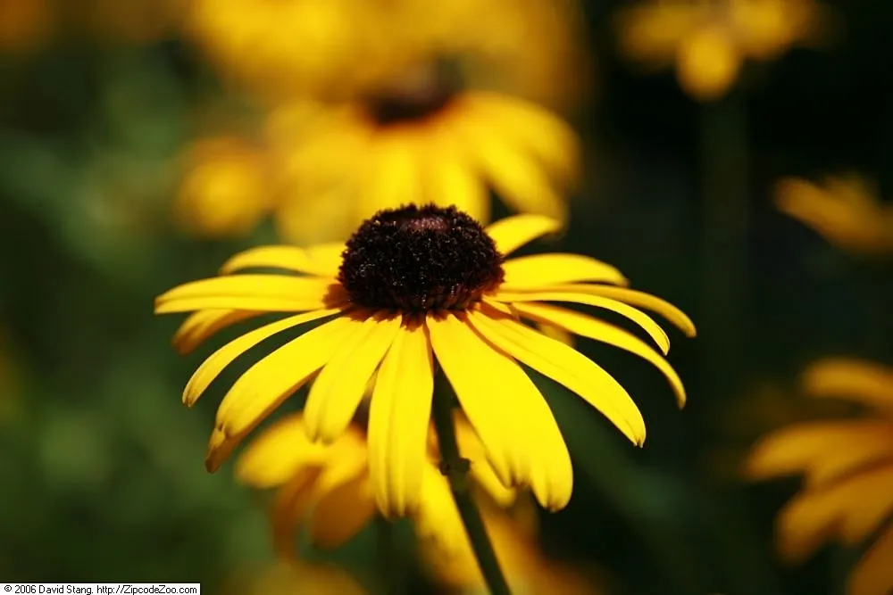 Dwarf Black-Eyed Susan (Rudbeckia 'Viette's Little Suzy') — This perennial boasts vibrant yellow petals encircling a dark brown cone