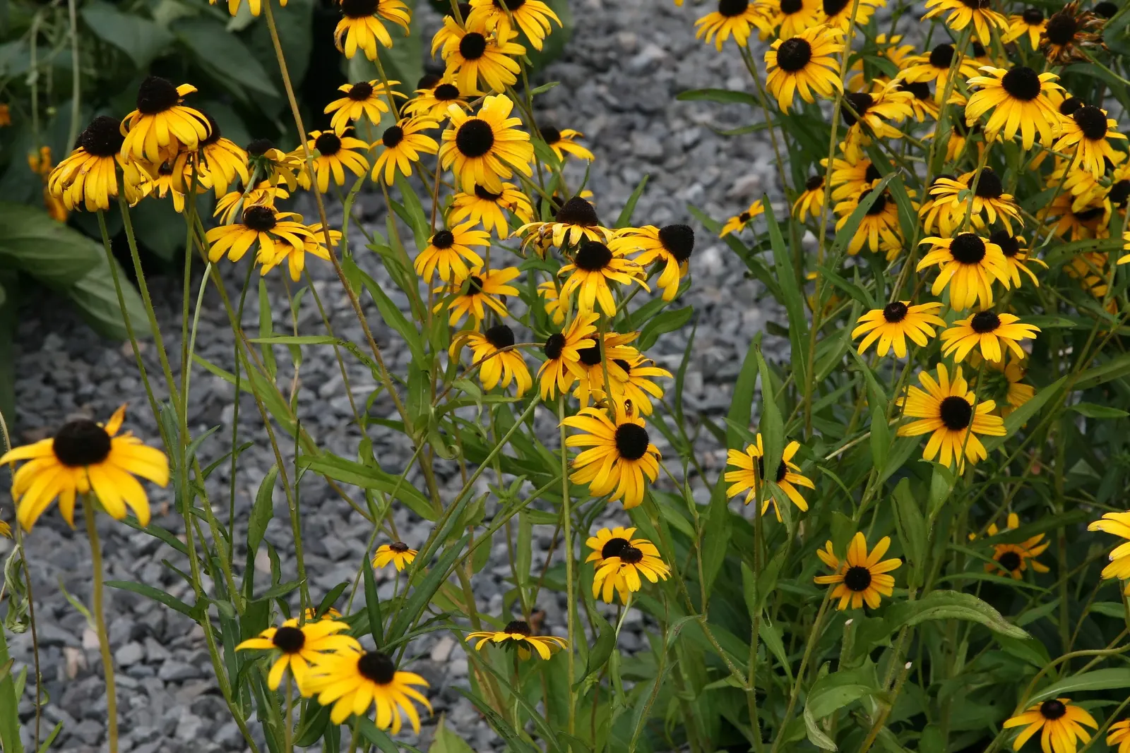 Dwarf Black-Eyed Susan (Rudbeckia 'Viette's Little Suzy') — a compact cultivar of the Black-Eyed Susan