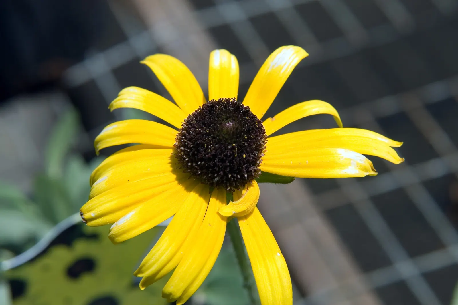 Dwarf Black-Eyed Susan (Rudbeckia 'Viette's Little Suzy') — and spreads approximately 24 inches
