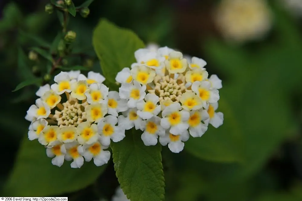 Lucky White Lantana (Lantana 'Lucky White') — It thrives in full sun, reaching up to 18 inches in height and spreading 24 inches wide