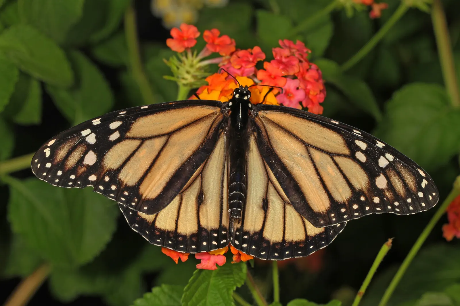 Lucky White Lantana (Lantana 'Lucky White') — white flowers offset by dark green foliage