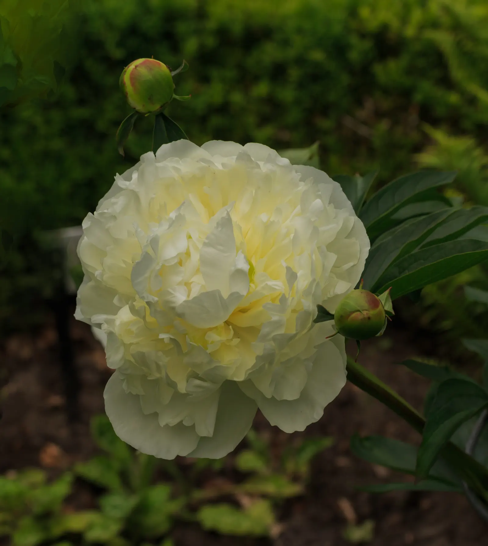 Duchesse De Nemours Peony (Paeonia 'Duchesse De Nemours') — Hardy in USDA zones 3 through 8
