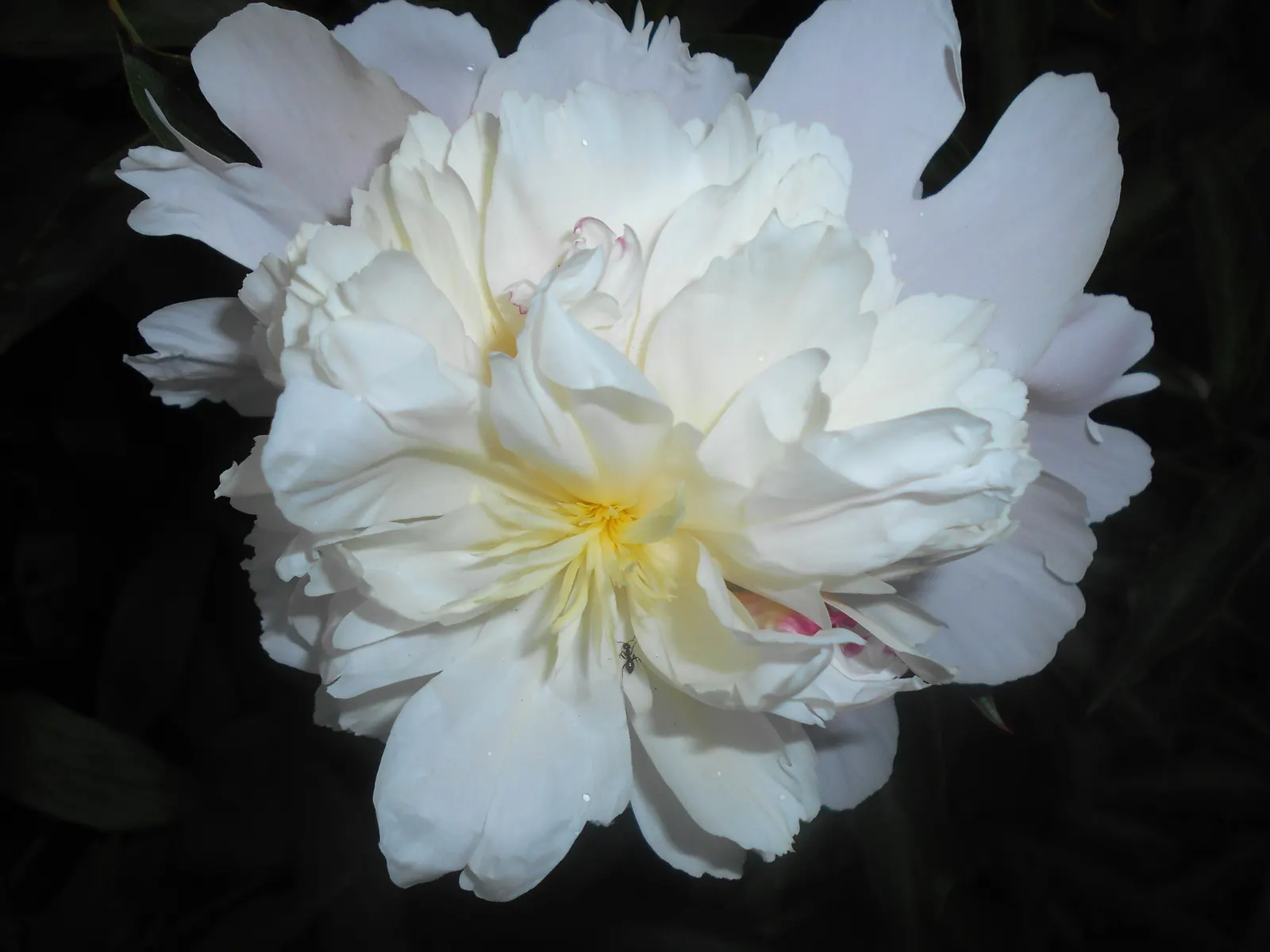 Duchesse De Nemours Peony (Paeonia 'Duchesse De Nemours') — Paeonia 'Duchesse de Nemours' is a cherished peony cultivar