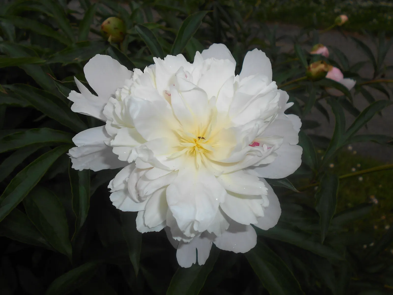 Duchesse De Nemours Peony (Paeonia 'Duchesse De Nemours') — add mulch to conserve moisture and provide winter protection